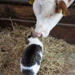 Rondleiding biologische boerderij