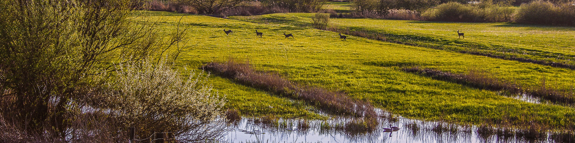 dears near the yssel